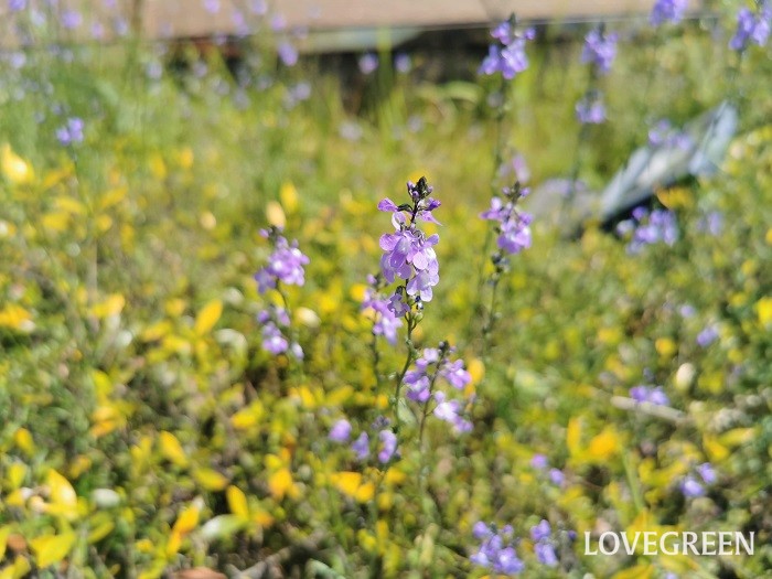春（4月～5月）に咲く紫色の野草の花マツバウンラン