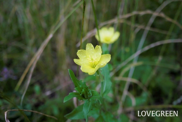 夏（6月～8月）に咲く黄色の野草の花マツヨイグサ