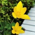 夏植え球根の花が咲く時期