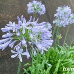 アガパンサス　青い花　球根　特徴　育て方　