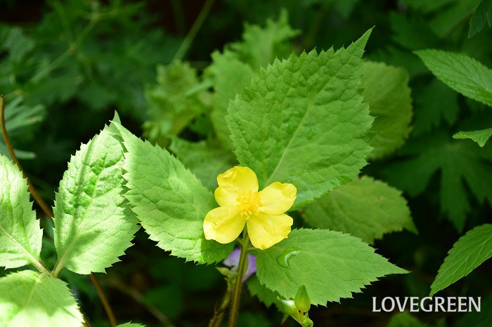 ヤマブキソウの花言葉 種類 特徴 色別の花言葉 Lovegreen ラブグリーン