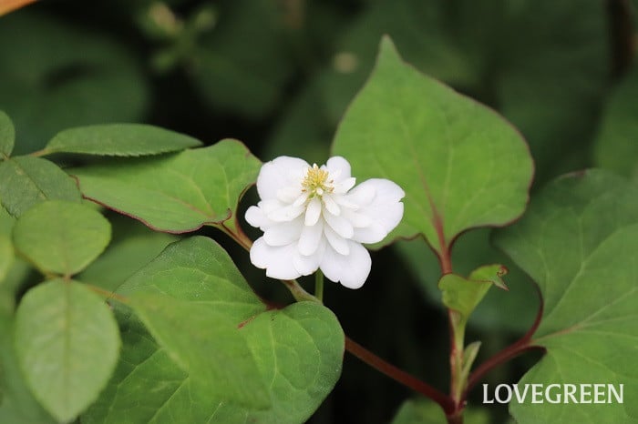 ドクダミ 八重咲き ドクダミ 八重咲き