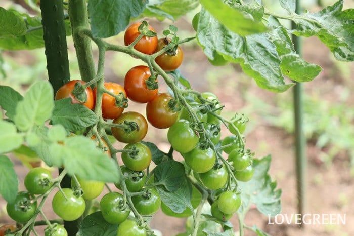 ミニトマト ミニトマト