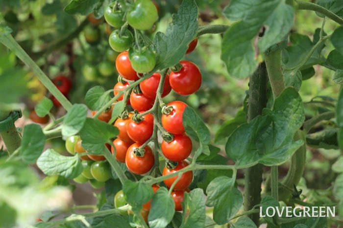 ミニトマト ミニトマト