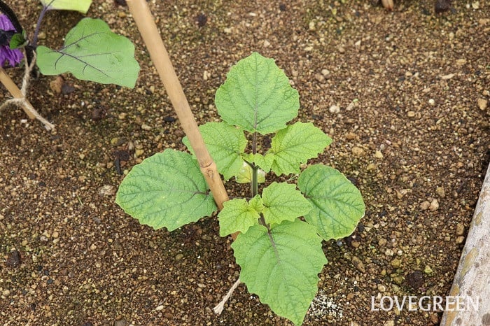 食用ホオズキ　育て方　特徴