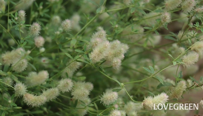 トリフォリウム バニーズの花言葉 種類 特徴 色別の花言葉 Lovegreen ラブグリーン