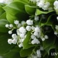 日本で見られる、身近にある毒のある植物スズラン（鈴蘭）