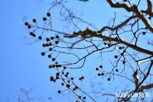 夏椿（シャラの木）｜花の時期や特徴、ヒメシャラとの見分け方 | LOVEGREEN(ラブグリーン)