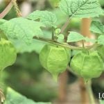 食用ほおずき　特徴　味　食感　食べられる　甘酸っぱい　ナス科　梨みたいな味　茶色い袋　収穫　夏から秋　野菜　果実