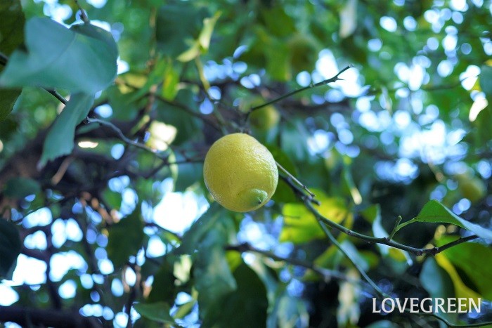 鉢植えのシンボルツリー｜レモン