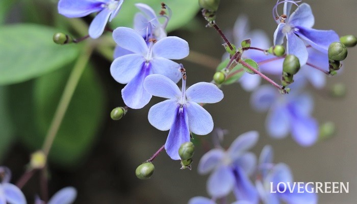 クレロデンドルム・ブルーウィング　育て方　特徴　青い花　涼しげ　爽やか　日陰の庭　シェードガーデン　半日陰　木漏れ日　涼しい