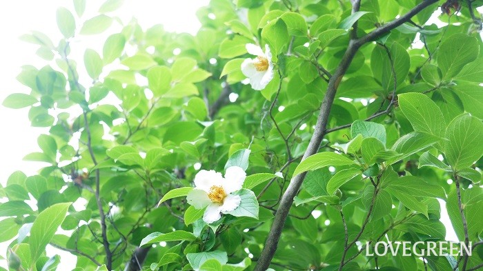 夏椿 シャラの木 とは ヒメシャラとの違い 見頃の時期 育て方 Lovegreen ラブグリーン