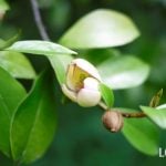 日陰でも育つ木23選。低木や鉢植え、花、目隠しにおすすめの種類