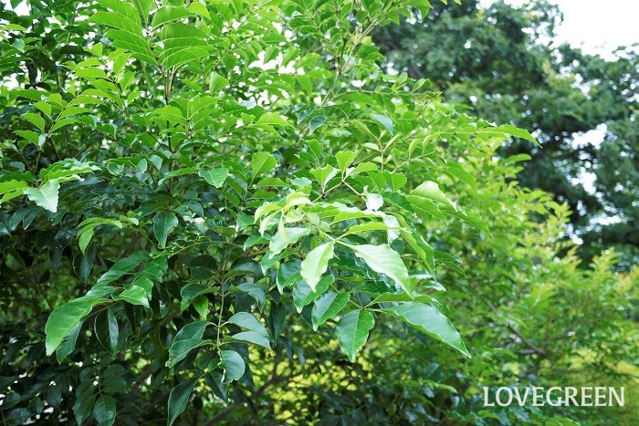 鉢植えのシンボルツリー｜シマトネリコ