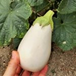 白茄子　白ナス　白なす