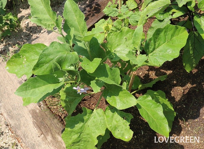 白茄子　特徴　紫色の茄子との違い　レシピ豊富　調理法　食べ方　育て方　栽培