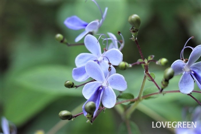 クレロデンドルム・ブルーウィング　育て方　特徴　青い花　涼しげ　爽やか　日陰の庭　シェードガーデン　半日陰　木漏れ日　涼しい