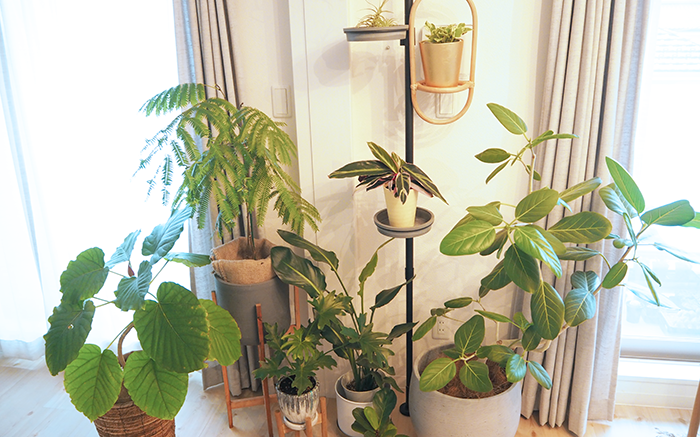 観葉植物　育て方　植物のある部屋