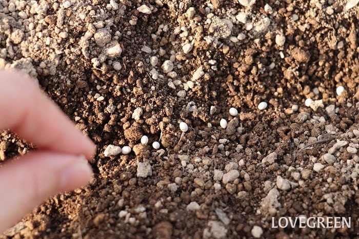 ニンジン（人参）　栽培　育て方　間引き　方法　タイミング　土寄せ　追肥