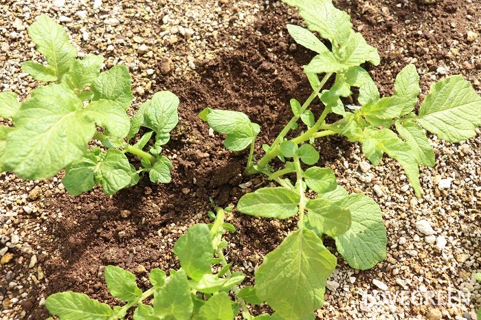 ジャガイモ　育て方　種イモ　植え付け　芽かき　元肥　追肥　土寄せ　水やり　収穫