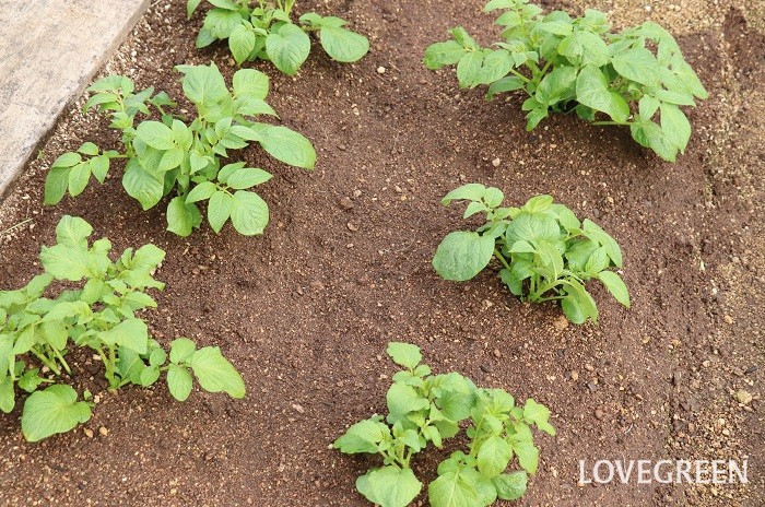 ジャガイモ　育て方　種イモ　植え付け　芽かき　元肥　追肥　土寄せ　水やり　収穫