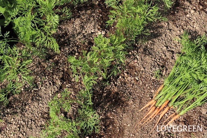 ニンジン（人参）　栽培　育て方　間引き　方法　タイミング　土寄せ　追肥
