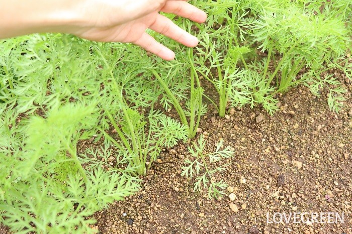 ニンジン（人参）　栽培　育て方　間引き　方法　タイミング　土寄せ　追肥　葉