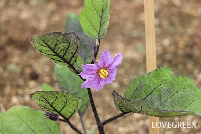 茄子　特徴　紫色の茄子との違い　レシピ豊富　調理法　食べ方　育て方　栽培　花