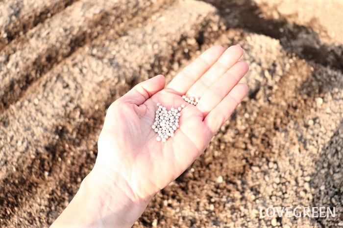 ニンジン（人参）　栽培　育て方　間引き　方法　タイミング　土寄せ　追肥　種まき