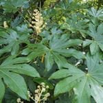 306・ヤツデの新芽に、植物の生命力を感じました。 | kanyou