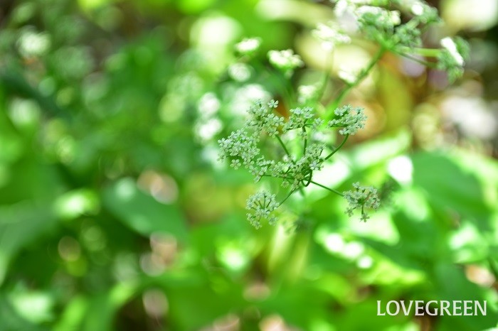 セロリの花言葉 種類 特徴 色別の花言葉の花言葉 Lovegreen ラブグリーン