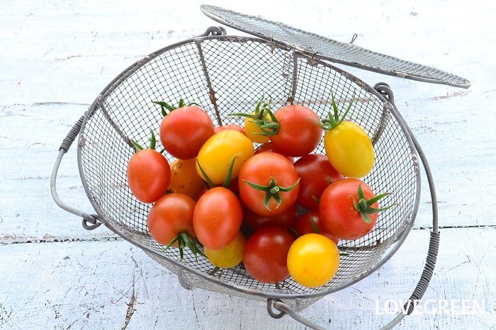 トマト　冷凍保存　メリット　良いこと　皮がむきやすい　簡単　長期保存　うまみアップ