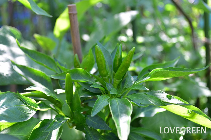 唐辛子 トウガラシ の花言葉 種類 特徴 色別の花言葉 Lovegreen ラブグリーン