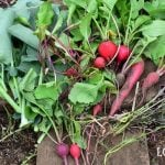 秋冬野菜35選|家庭菜園におすすめの野菜と育て方のコツ