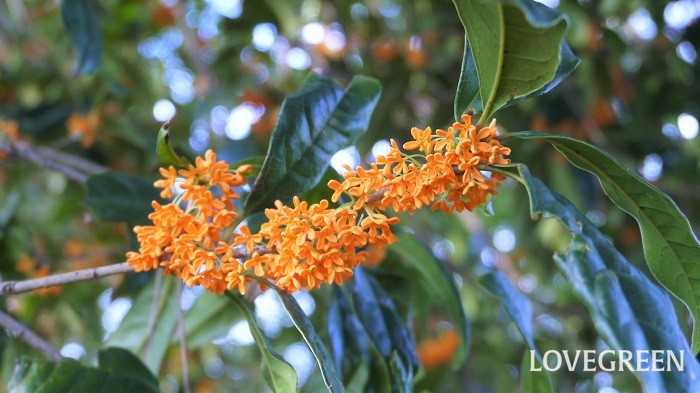 花木とは 庭木におすすめの57種類を春夏秋冬の季節ごとに紹介 Lovegreen ラブグリーン