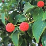ヤマボウシの実とは？食べられる？食べ方からジャムや果実酒の作り方