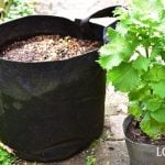 シソ（大葉）のプランターでの育て方