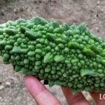 ゴーヤ　にがうり　育て方　栄養　畑栽培　家庭菜園　花　雌花　雄花　咲き方の違い　支柱　