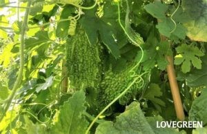 瓜(うり)の種類一覧|野菜や果物、作りたくなるレシピや食べ方 | LOVEGREEN(ラブグリーン)