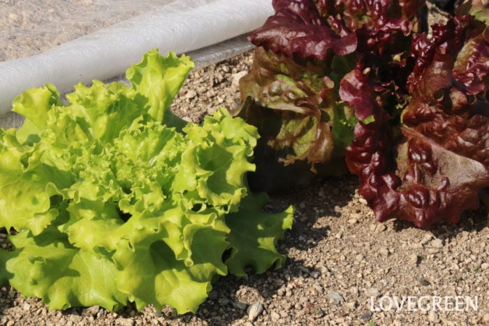 リーフレタス　育て方　秋冬野菜　初心者　おすすめ　特徴