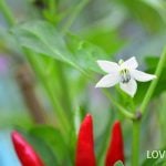 唐辛子の花