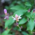 育てやすい多年草｜ホトトギス