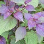 f70799d1609246cf4a30083f42af59