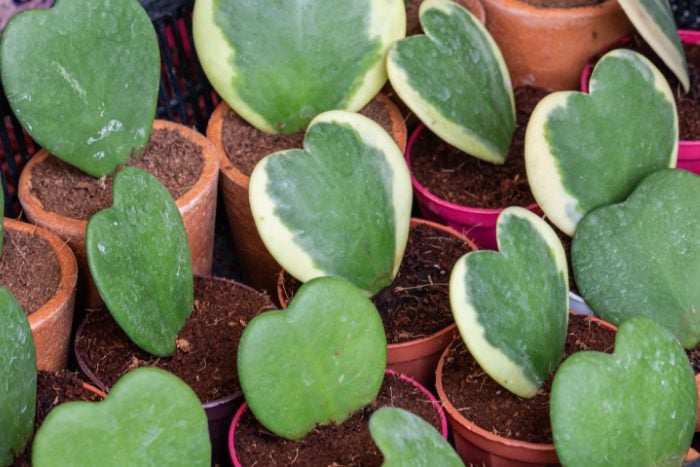 canva画像　ホヤ・カーリー（ハートホヤ）