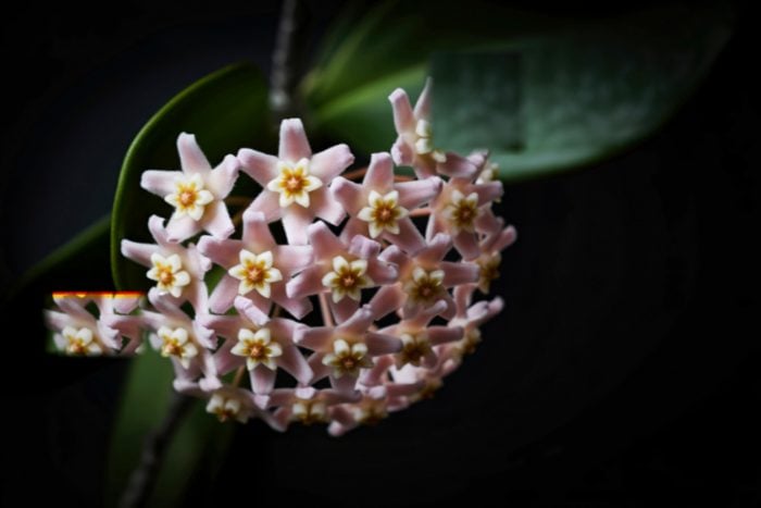 canva画像　ホヤ・カーリー（ハートホヤ）