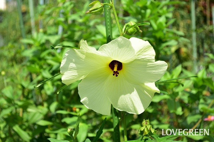 花オクラ トロロアオイ の花言葉 種類 特徴 色別の花言葉 Lovegreen ラブグリーン