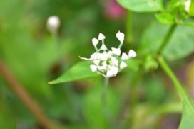【野菜の花】花ニラとは? 食べ方とハナニラ(イフェイオン)との違い | LOVEGREEN(ラブグリーン)