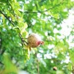 9月が旬の野菜、果物、魚、花40種。秋の恵みをいち早く楽しむ