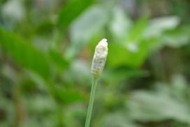 【野菜の花】花ニラとは? 食べ方とハナニラ(イフェイオン)との違い | LOVEGREEN(ラブグリーン)