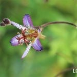 ホトトギス　秋の花　育て方　特徴　半日陰　シェードガーデン　多年草